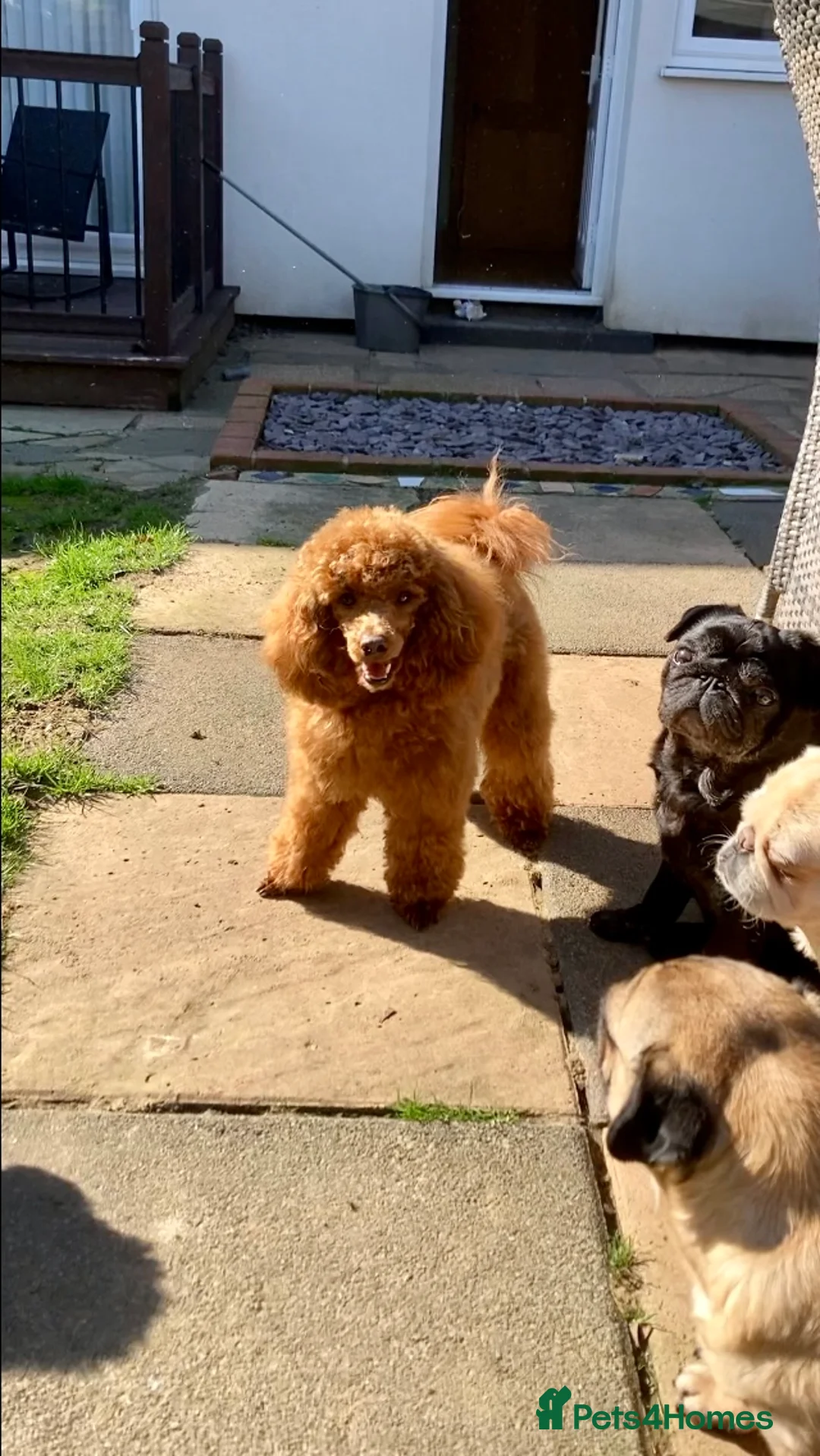 Toy Poodle dogs for stud: Health tested fox red toy poodle stud  in Stevenage - Advert 17