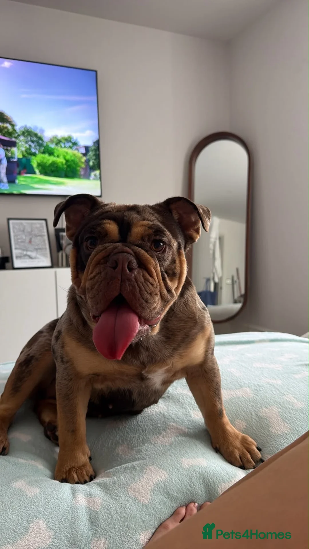 English Bulldog dogs for sale: Chocolate Tri Merle English Bulldog - Advert 6