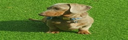 Miniature Dachshund dogs for stud: Isabella & Tan Miniature Dachshund Stud  in Wallingford - Advert 6