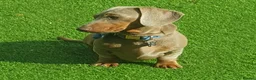 Miniature Dachshund dogs for stud: Isabella & Tan Miniature Dachshund Stud  in Wallingford - Advert 6