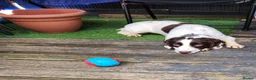 English Springer Spaniel dogs for sale: English springer  - Advert 5