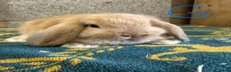 Mini Lop rabbits for sale: Mini Lop Rabbits For Sale - Advert 12