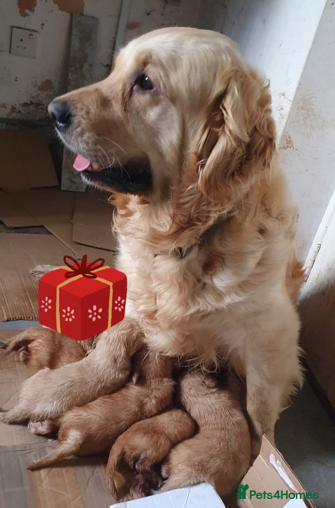 Golden Retriever dogs for sale: KC registered pedigree Golden Retriever pups - Image 27