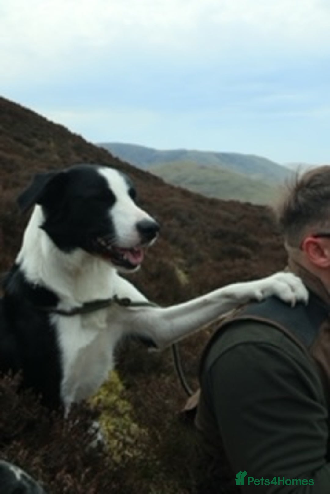 Border Collie dogs for sale: 2 Year old Collie Dog  - Image 3