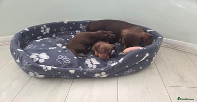 Miniature Dachshund dogs - Advert 4