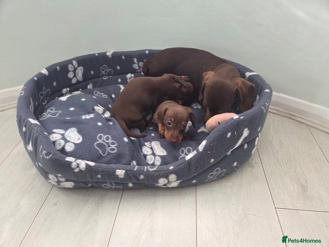 Miniature Dachshund dogs for sale: Mini Davies for sale - Image 3
