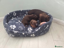 Miniature Dachshund dogs - Advert 8