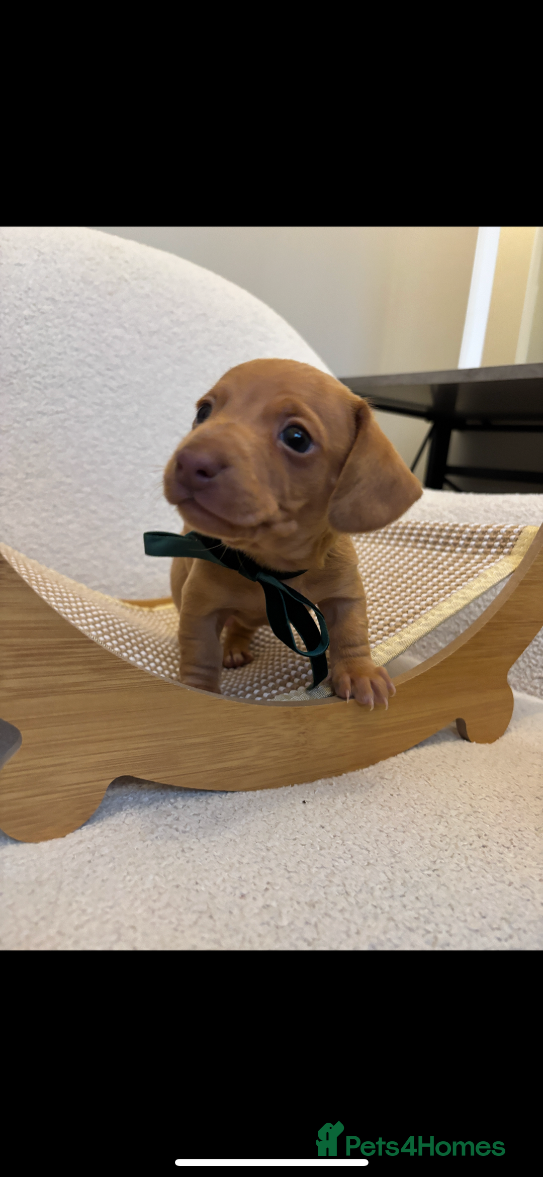 Miniature Dachshund dogs for sale: Mini baby dachshunds  - Advert 5