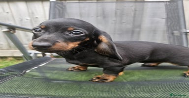 Dachshund dogs - Advert 16