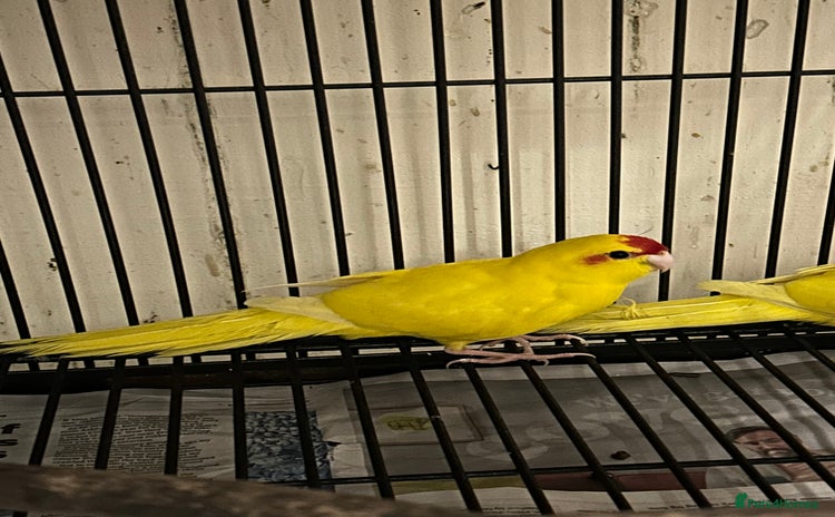 Parakeets birds - Advert 3