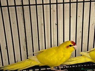 Parakeets birds - Advert 4