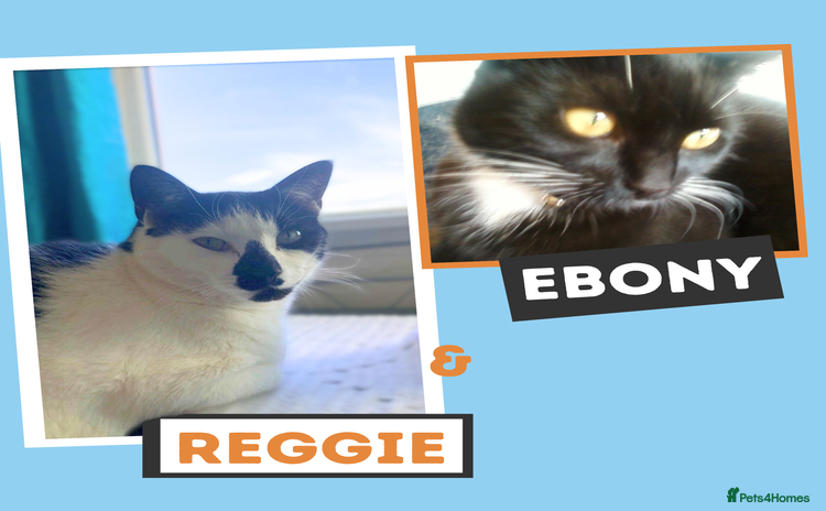 Mixed Breed cats - Advert 2