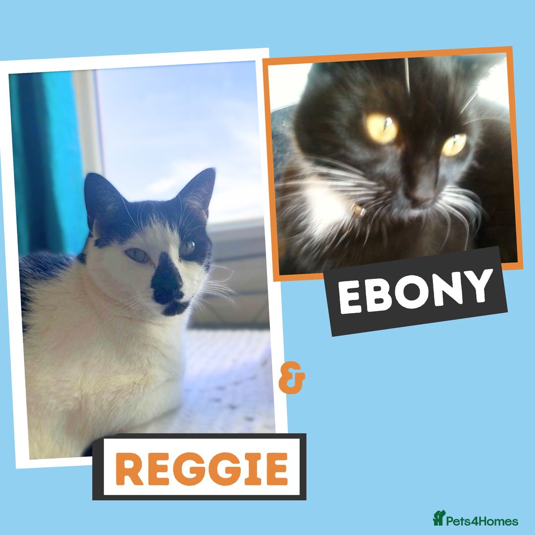 Mixed Breed cats for adoption: Fur Besties for Adoption! - Image 1