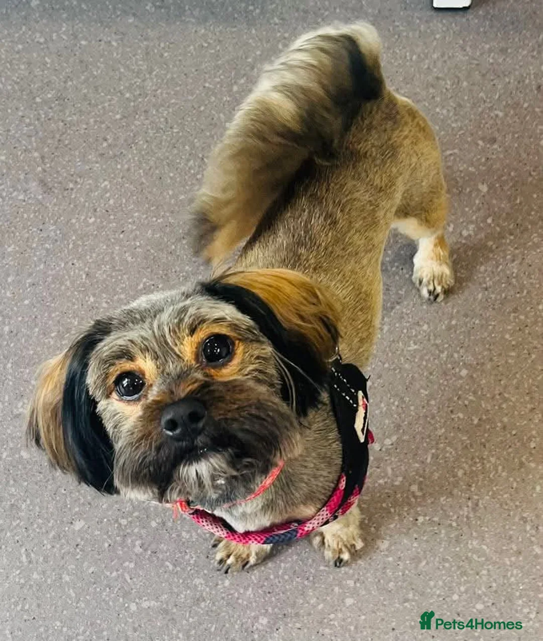 Mixed Breed dogs for sale: Healthy, Happy Puppies Available - Advert 2