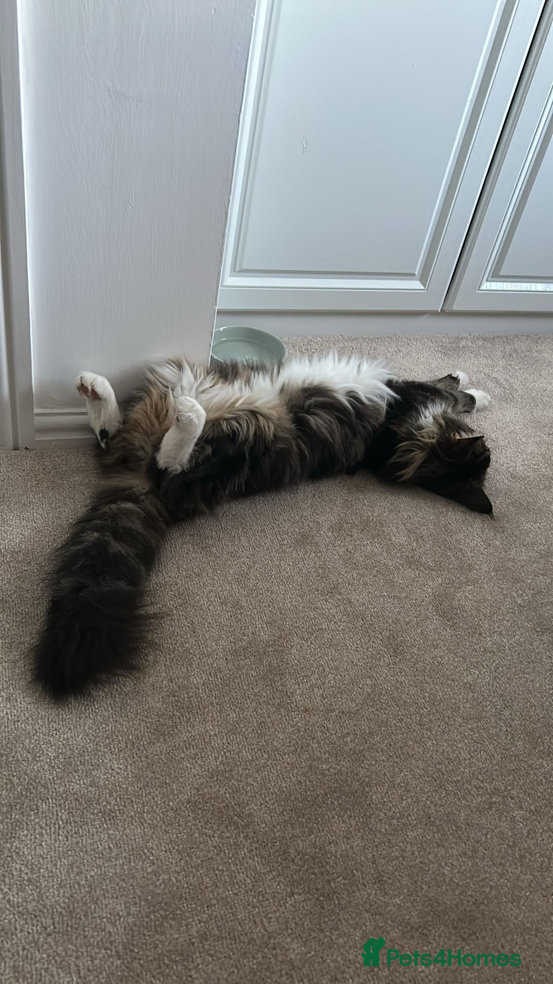 Maine Coon cats for sale: Male, Maine coon - Image 4