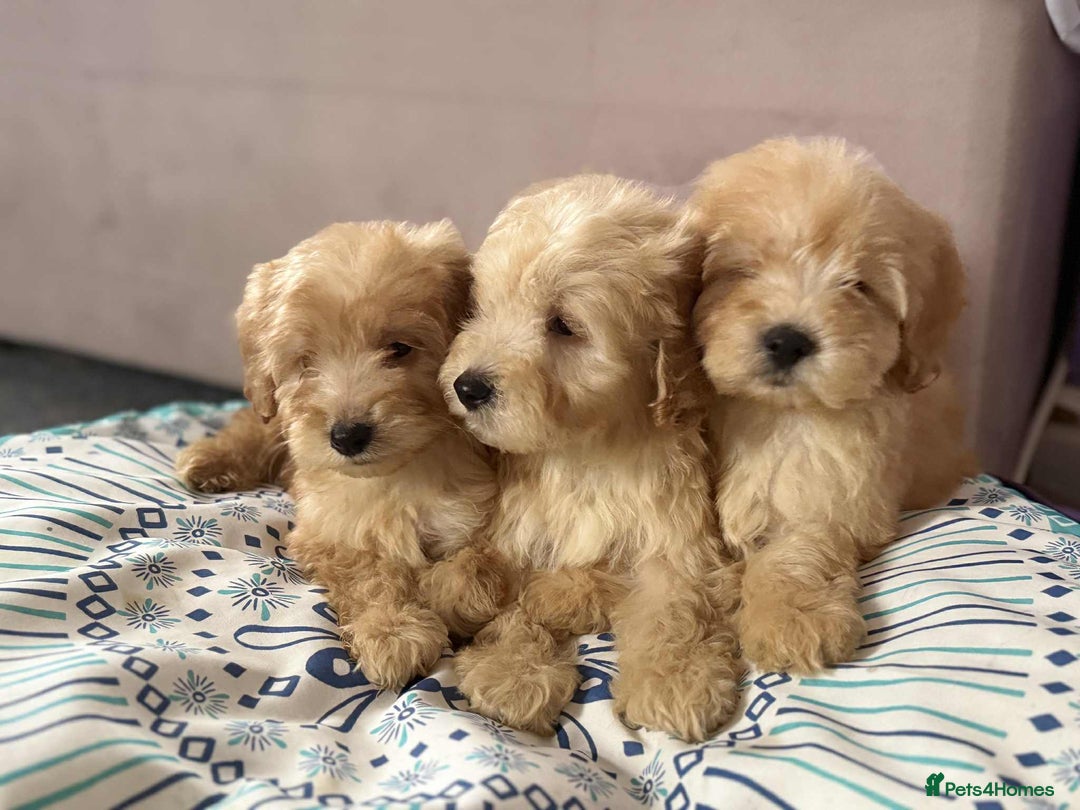 Cockapoo dogs for sale: Outstanding puppies  - Image 4