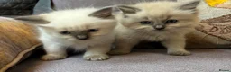 Ragdoll cats for sale: Stunning Blue Point Ragdoll Boy.  - Advert 3