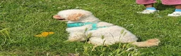Toy Poodle dogs for sale: Beautiful Male Toy Poodle Available  - Advert 5