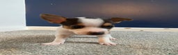 Jack Russell dogs for sale: READY NOW! OutstandingJack Russell puppies - Advert 26