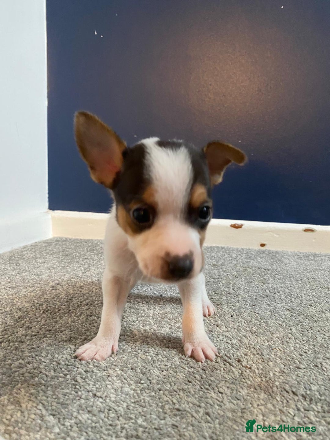 Jack Russell dogs for sale: READY NOW! OutstandingJack Russell puppies - Advert 26