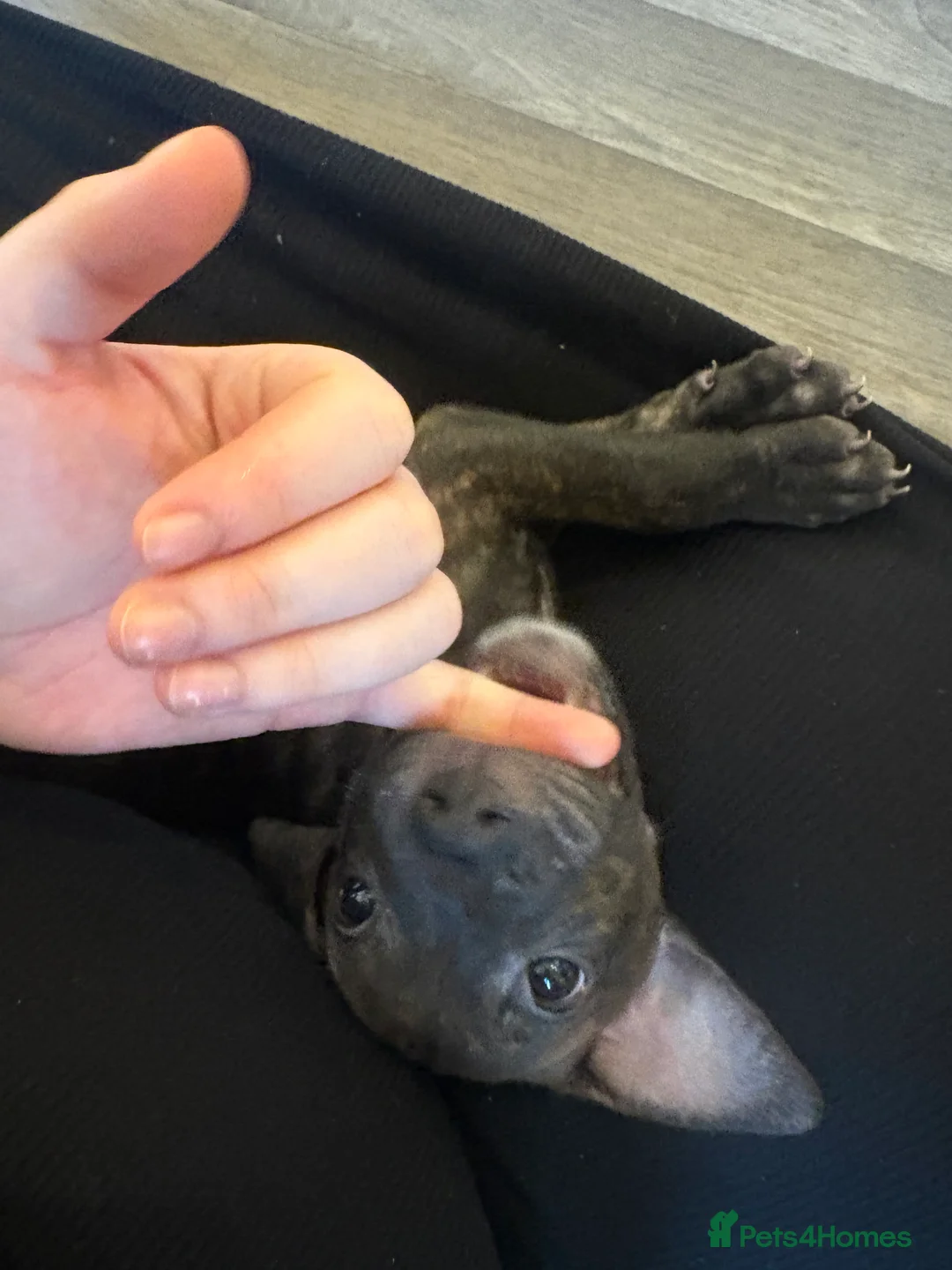 Staffordshire Bull Terrier dogs for sale: Male Tiger Print Staffy - Advert 7