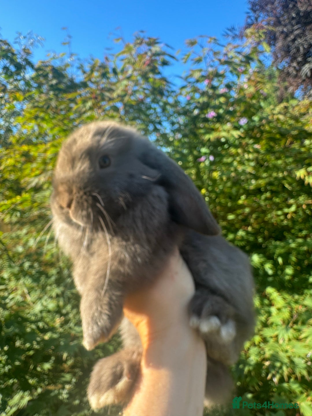 Mini Lop rabbits for sale: Mini lop / Holland lop x2 mini lop x1 - Image 5