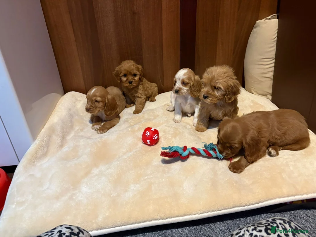 Cockalier dogs for sale: Adorable cockaliers  - Advert 11