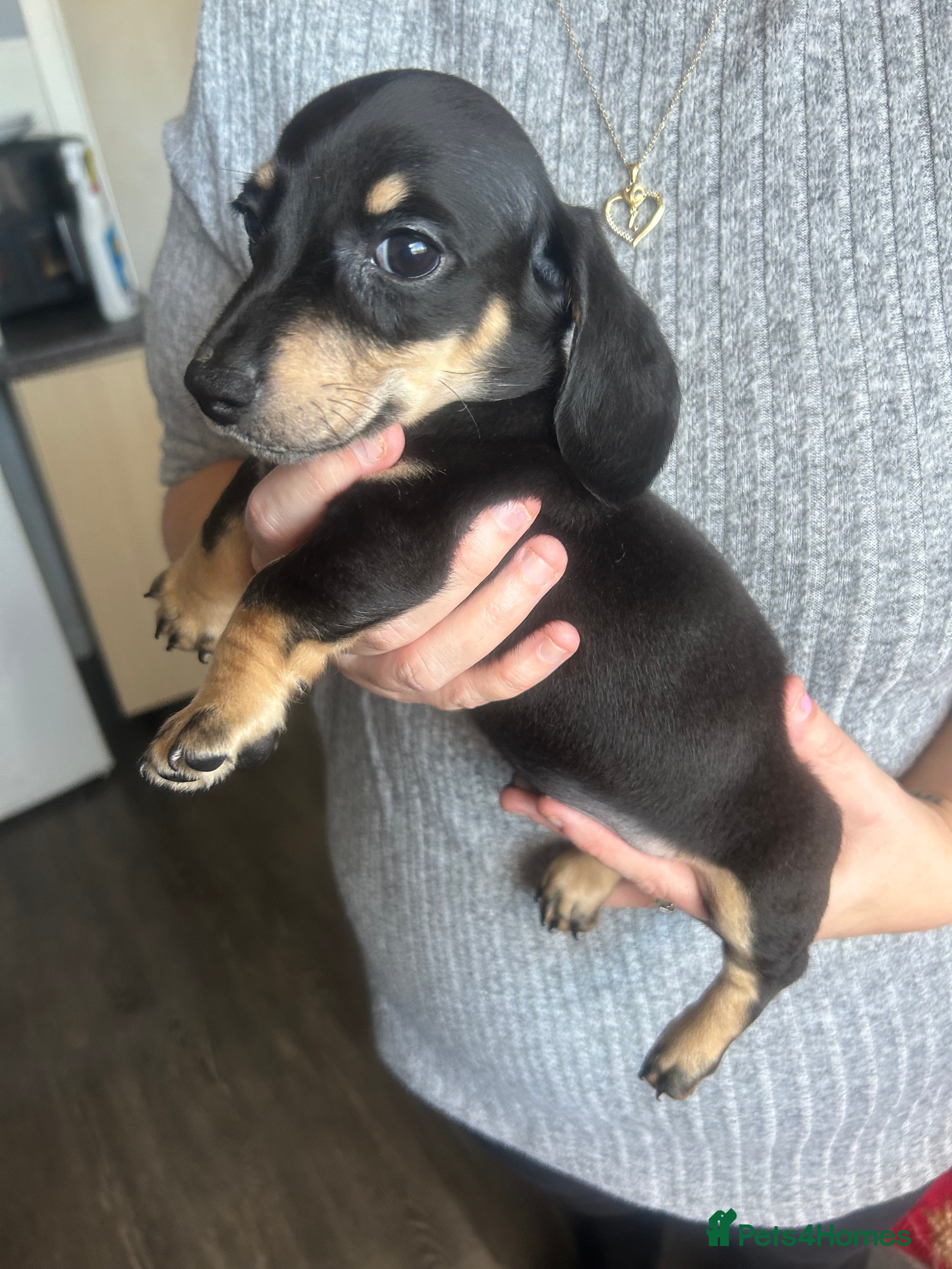 Miniature Dachshund dogs Miniature dachshund puppy’s ready to leave  - Advert 4