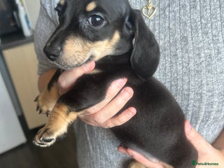 Miniature Dachshund dogs Miniature dachshund puppy’s ready to leave - Advert 1