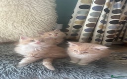 Maine Coon cats for sale: TICA registered pedigree Maine Coon kittens  - Image 2
