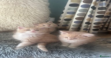 Maine Coon cats - Advert 15