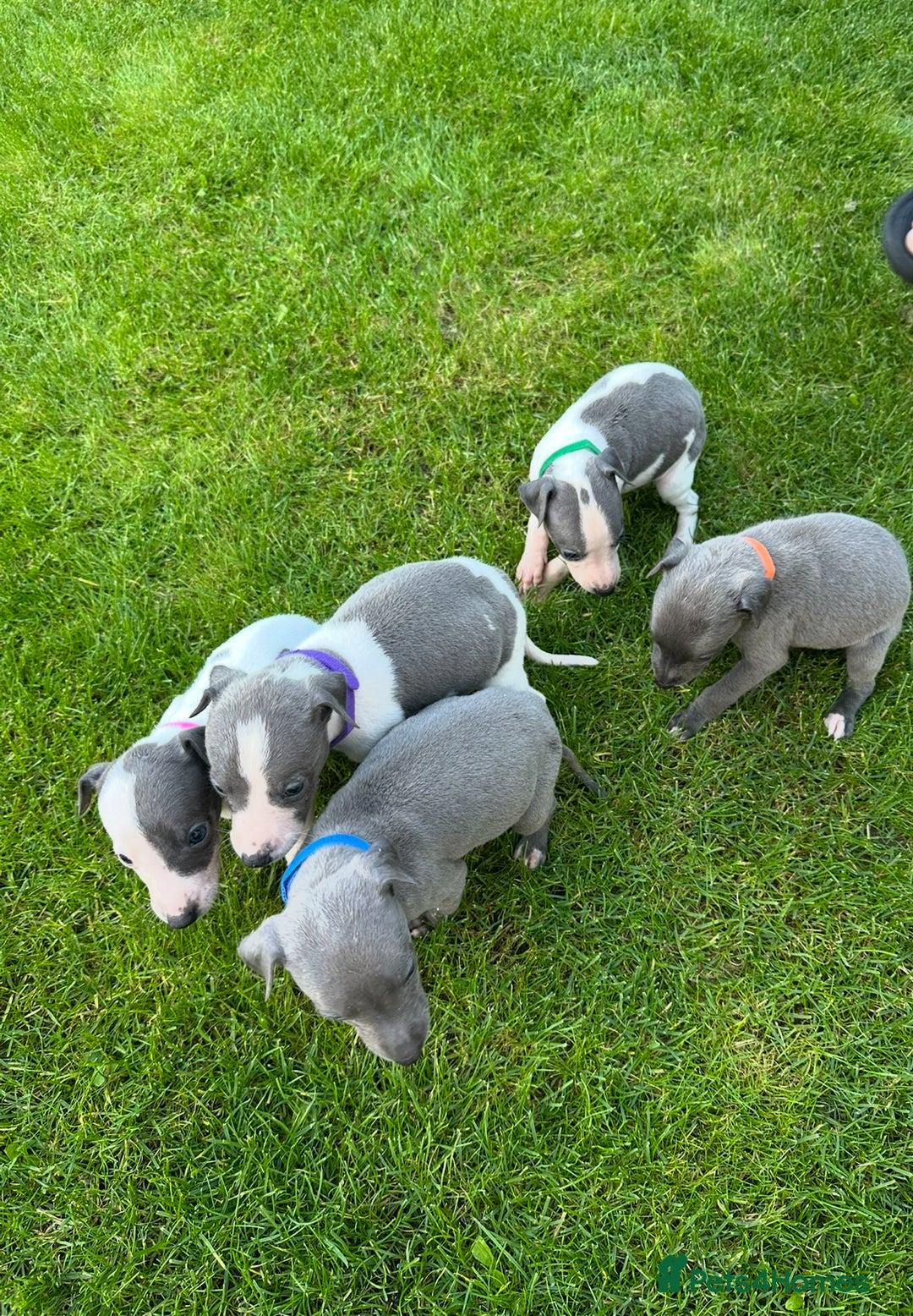 Whippet dogs for sale: ⭐️ KC Whippet pups blue and white. ⭐️ - Image 9