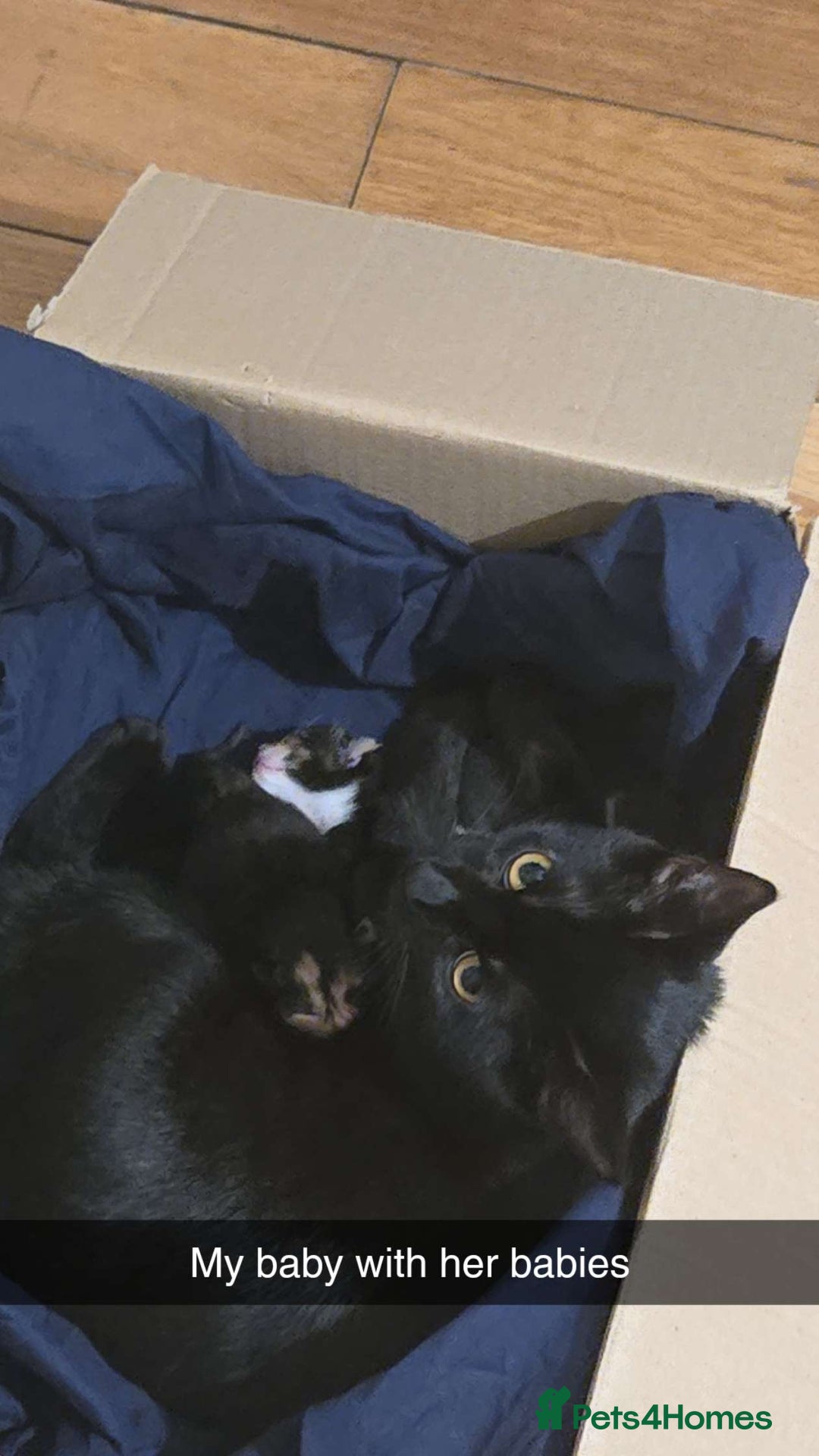 British Shorthair cats for sale: 3 adorable kittens available - Advert 3