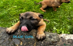 Mixed Breed dogs for sale: Dutch/Belgian malinois   - Image 5