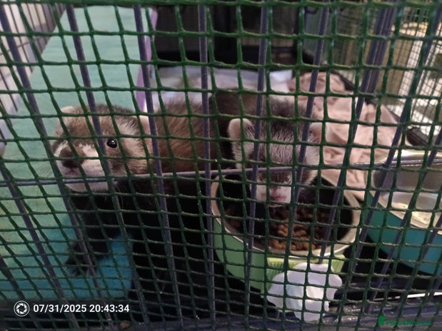 Ferret rodents - Advert 2