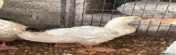 Geese poultry for sale: Sebastopol geese, Brahma and peacock - Advert 2