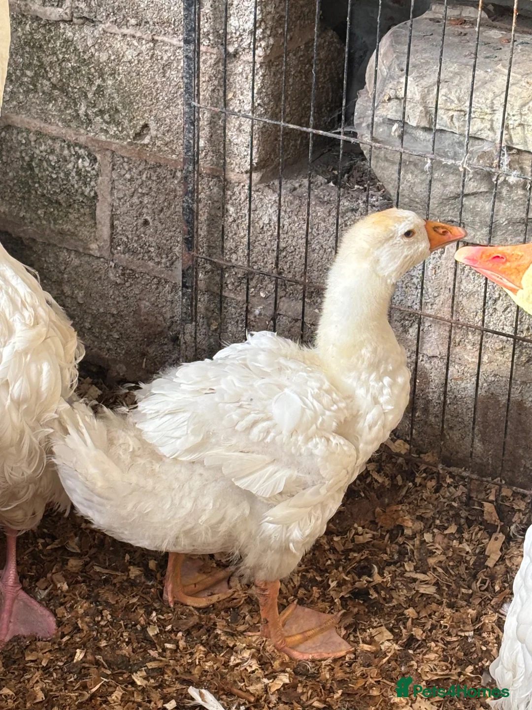 Geese poultry for sale: Sebastopol geese, Brahma and peacock - Advert 2