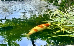 Koi Carp fish for sale: Koi for sale - Image 16