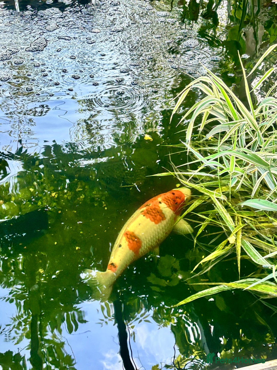 Koi Carp fish for sale: Koi for sale - Image 16