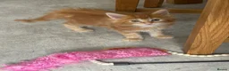 Maine Coon cats for sale: Red and red/silver  pure bred Maine coons  - Advert 6