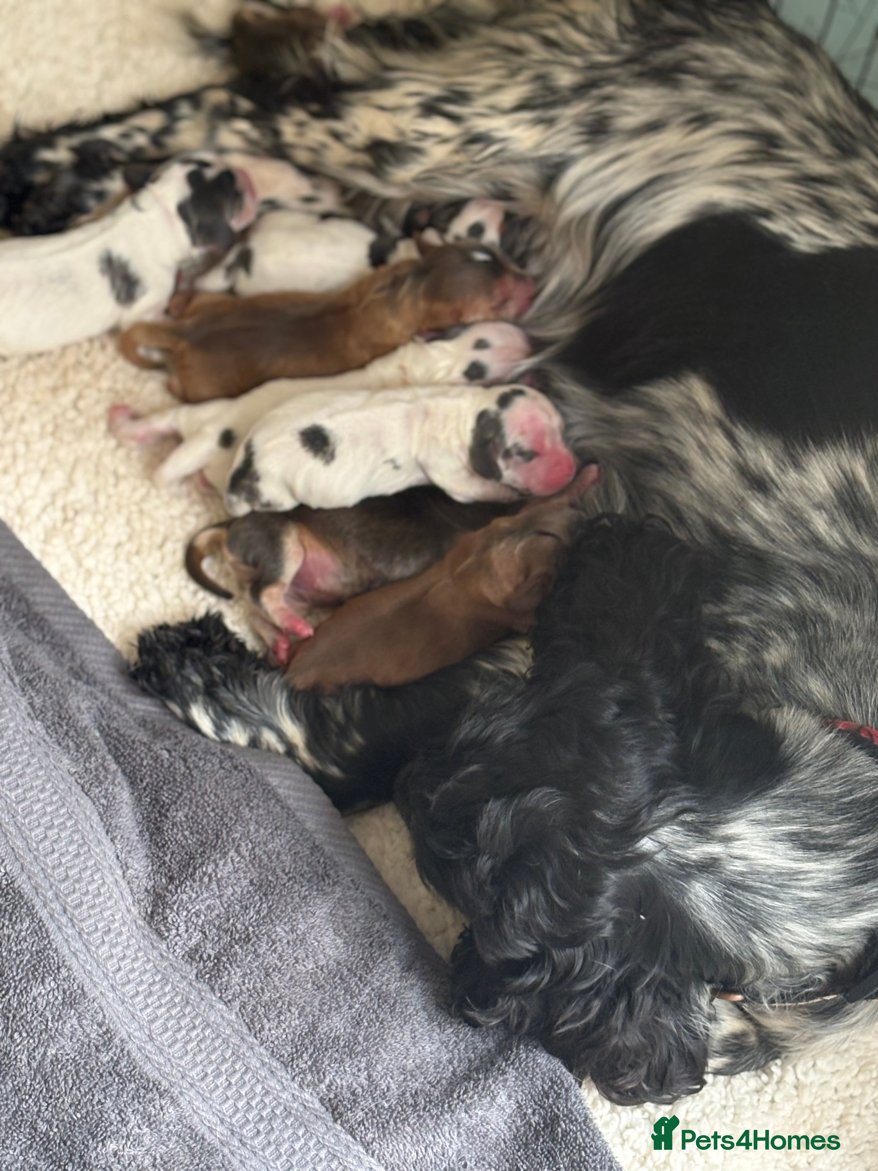 Cocker Spaniel dogs for sale: Special Litter Incredible Pups  in Fordingbridge - Advert 2