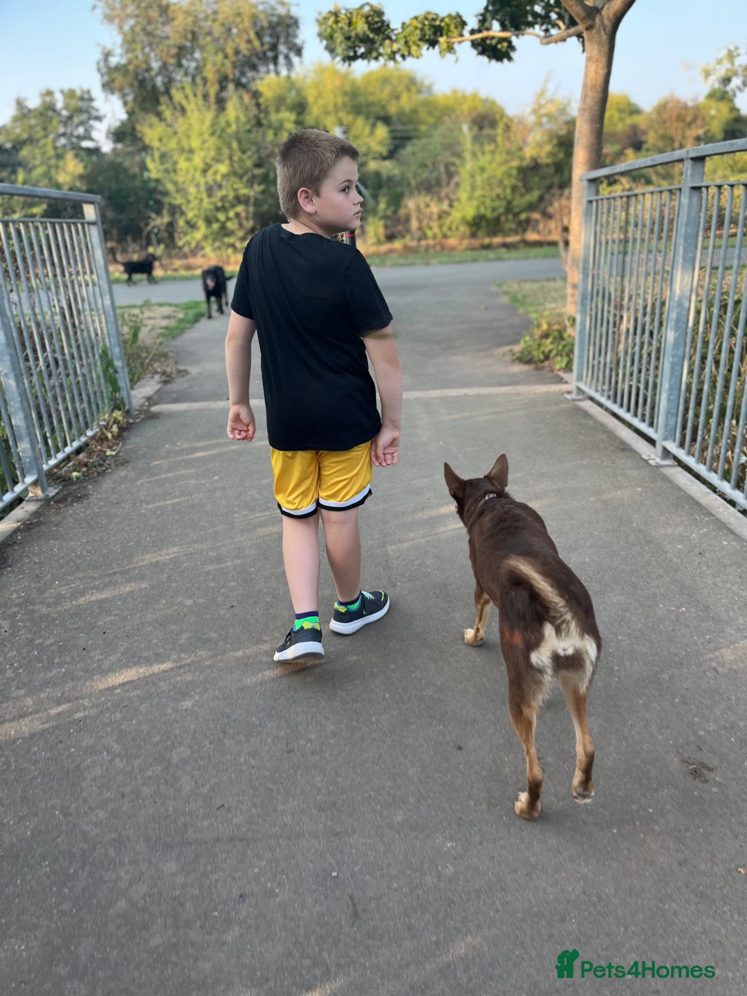 Australian Kelpie dogs for sale: Kelpie looking for new home - Image 4
