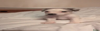 Jack Russell 1