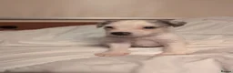 Jack Russell dogs for sale: Jack Russell puppies  in Dundee - Advert 11