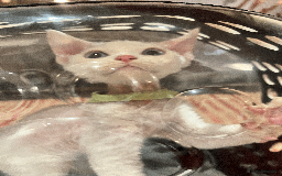 Devon Rex cats for sale: Meet Our Devon Rex Kittens One-of-a-Kind Litter! - Image 12