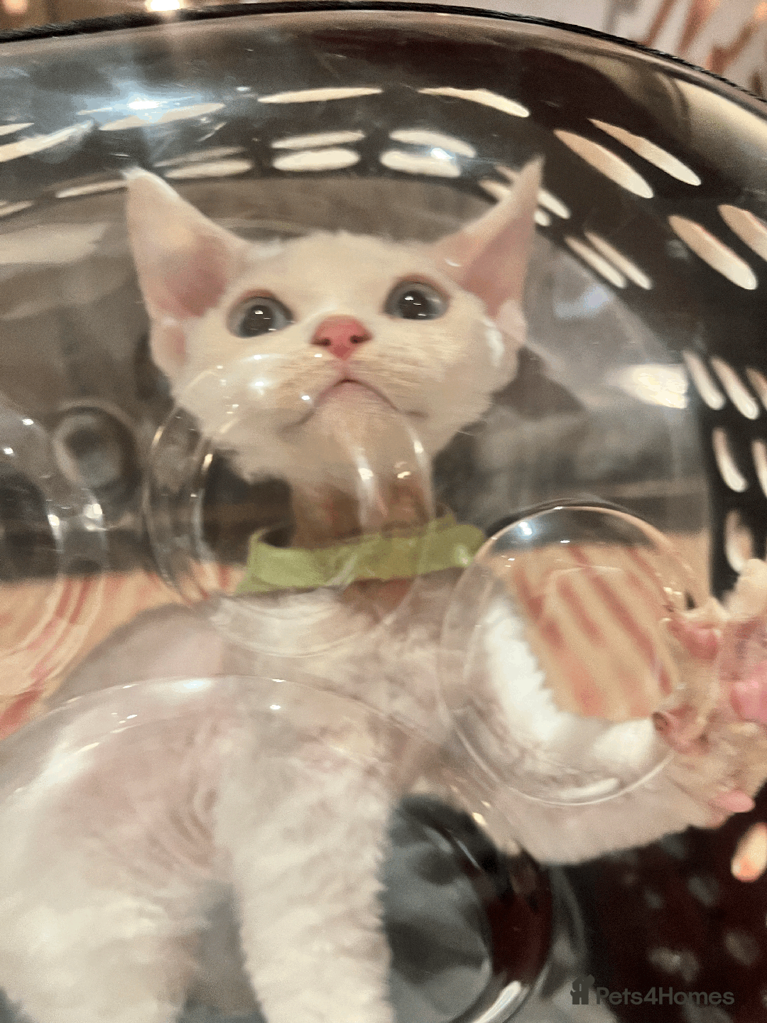 Devon Rex cats for sale: Meet Our Devon Rex Kittens One-of-a-Kind Litter! - Image 12