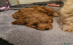 Maltipoo dogs for sale: Stunning Maltipoo Puppies ❤️  - Image 9