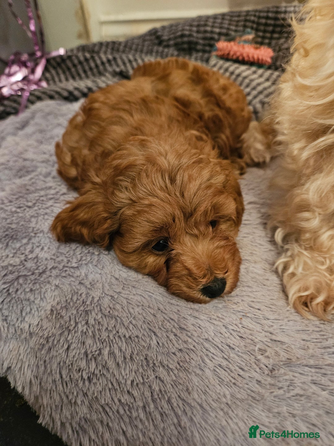 Maltipoo dogs for sale: Stunning Maltipoo Puppies ❤️  - Image 9