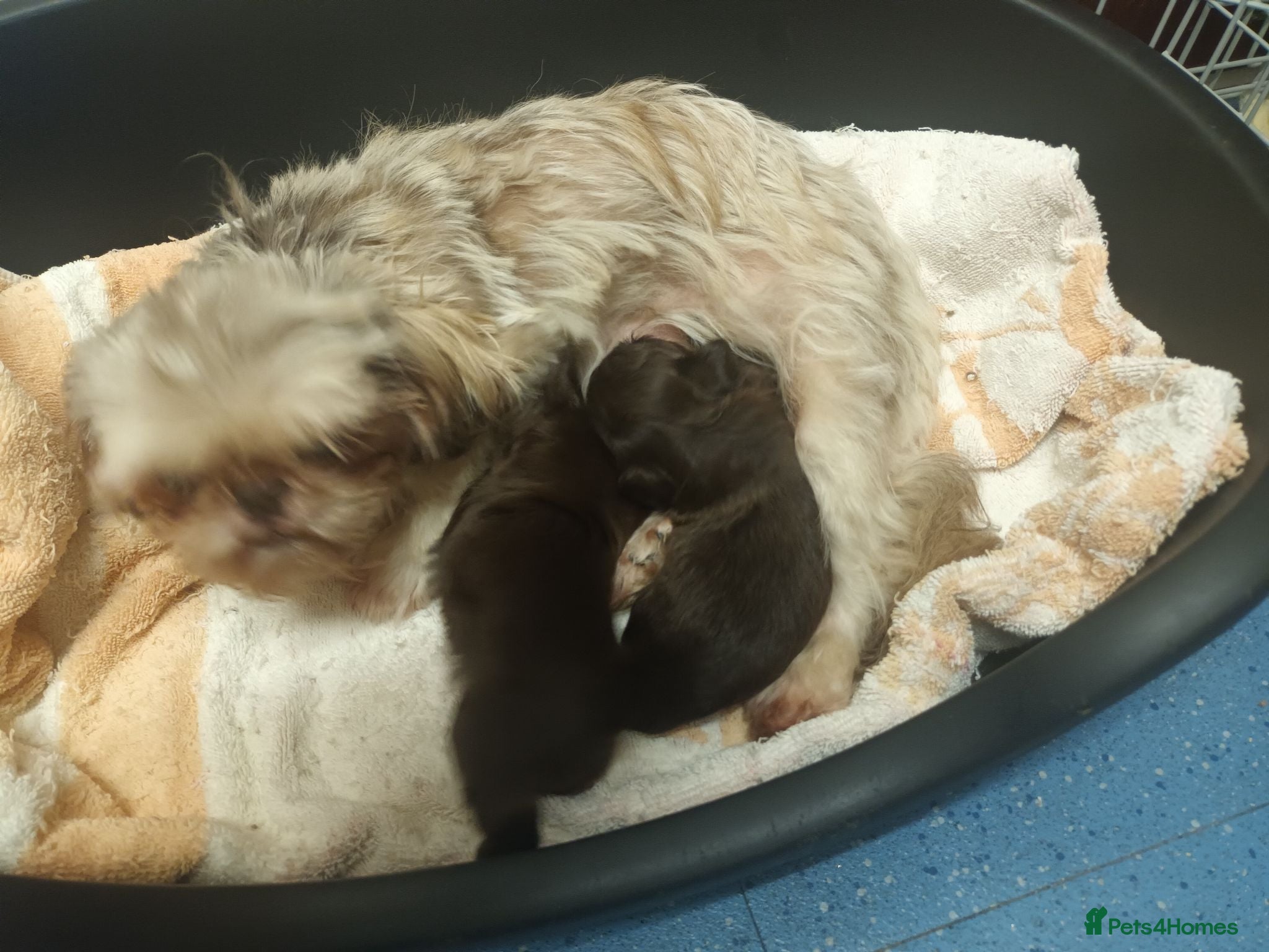 Shih Tzu dogs 2 imperial shih tzu pups  - Advert 1