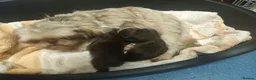 Shih Tzu dogs for sale: 2 imperial shih tzu pups  in Bolton - Advert 1